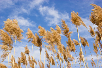 Dry reed - cane © PhotoIris2021