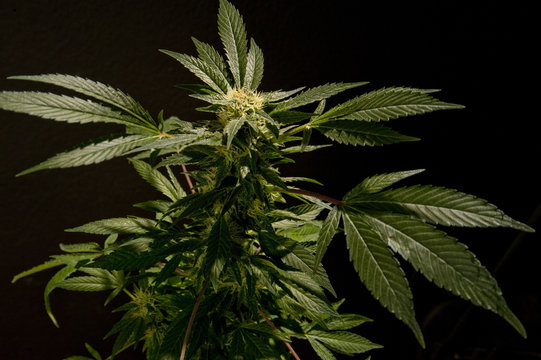 cannabis