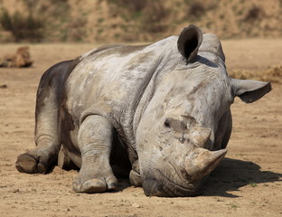 rhinocéros blanc et sieste