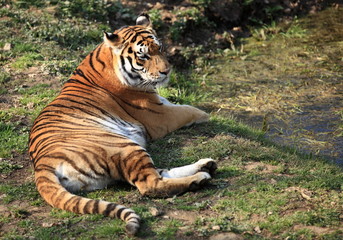 tigre du bengale