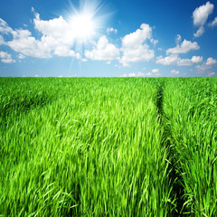 The path through the tall grass on a green field. Springtime