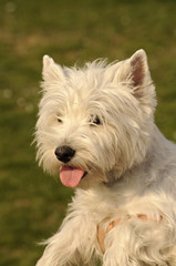 West Highland White Terrier dog