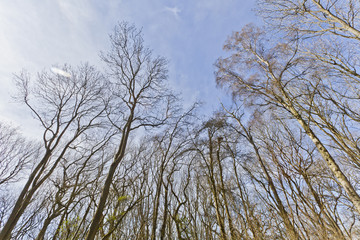 Obraz premium Bare Tree's Early Spring