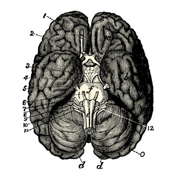 Cerveau Human