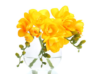 Beautiful yellow freesias in vase isolated on white