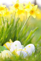 easter eggs and daffodils outdoor