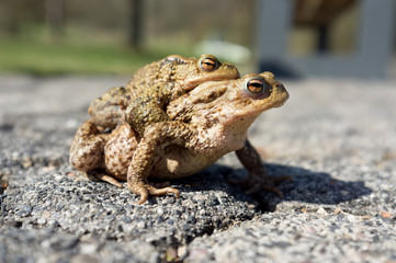 Mating toads