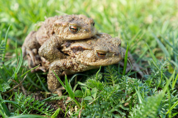 Mating toads