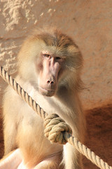 sad looking baboon