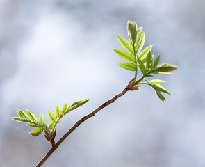 junge Eschenblätter