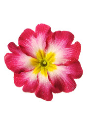 a primrose,a flower isolated on white with drops