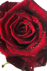 red rose,flower isolated on white with drops