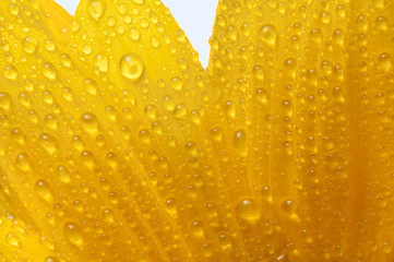 yellow sun flower isolated on white with drops
