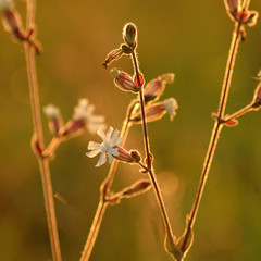 Fototapeta wiosna kwiat polny biały słońce światło łąka natura wieś obraz