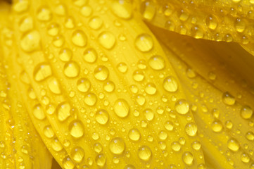 yellow sun flower isolated on white with drops