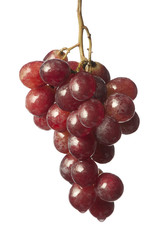 isolated fruit on white,a red bunch of grapes