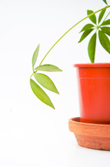 Plant in the pot