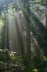 Fotobehang Sunbeam entering rich deciduous forest © Aleksander Bolbot