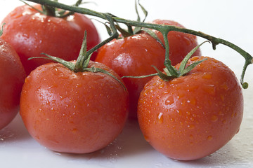 grappes de tomates