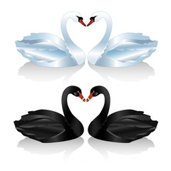 Set of white and black swans