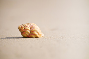 Muschel im Sand