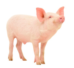 Pig on white - 40198181