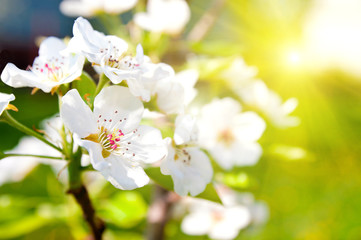 Fototapeta na wymiar Blossoming orchard. pear