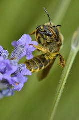 Macro of bee gathering on blue lavender flower