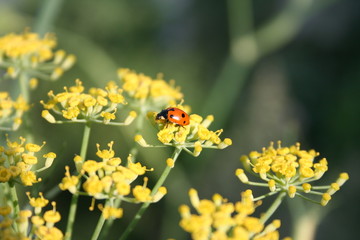 coccinella rossa portafortuna