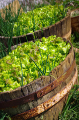 Lettuce Culture