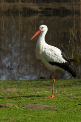 A stork in its natural habitat