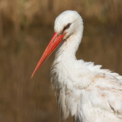 Close-up of a stork