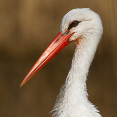 Close-up of a stork