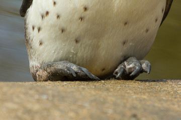 The feet of a Humboldt penguin