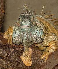 A green iguana