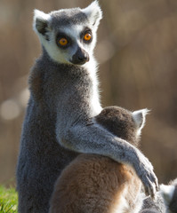 Ring-tailed lemur (Lemur catta)