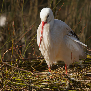 A stork on a nest