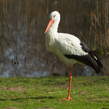 A stork in its natural habitat