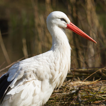 Close-up of a stork