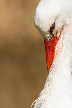 Close-up of a stork