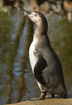 A Humboldt penguin