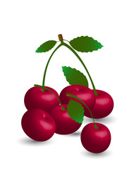 Cherry  harvest