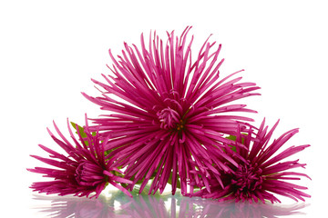 Beautiful flowers isolated on white