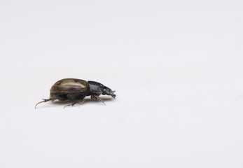 Aphodius