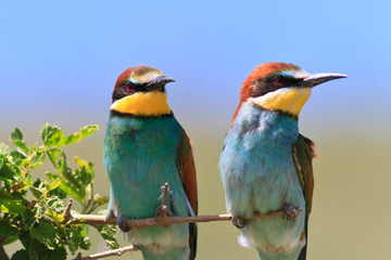 european bee eater (Merops Apiaster)