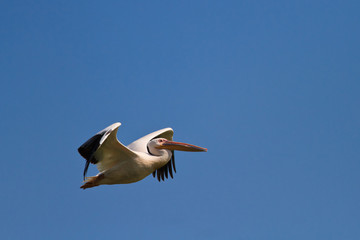 white pelican (pelecanus onocrotalus)