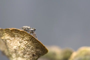 Salticus - jumping spider