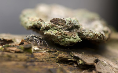 Salticus - jumping spider