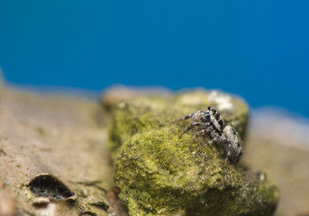 Salticus - jumping spider