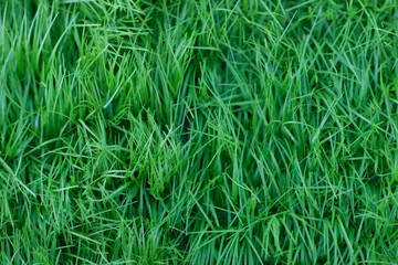 Hintergrundbild, organisch
